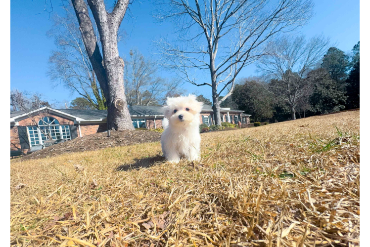 Maltese Pup Being Cute