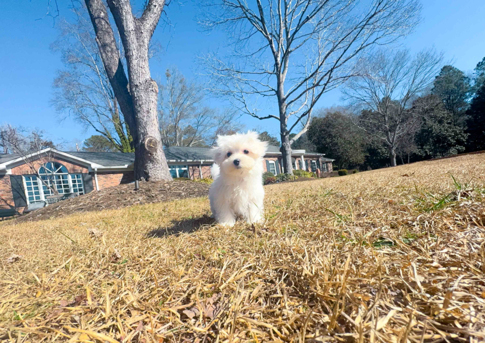 Maltese Pup Being Cute