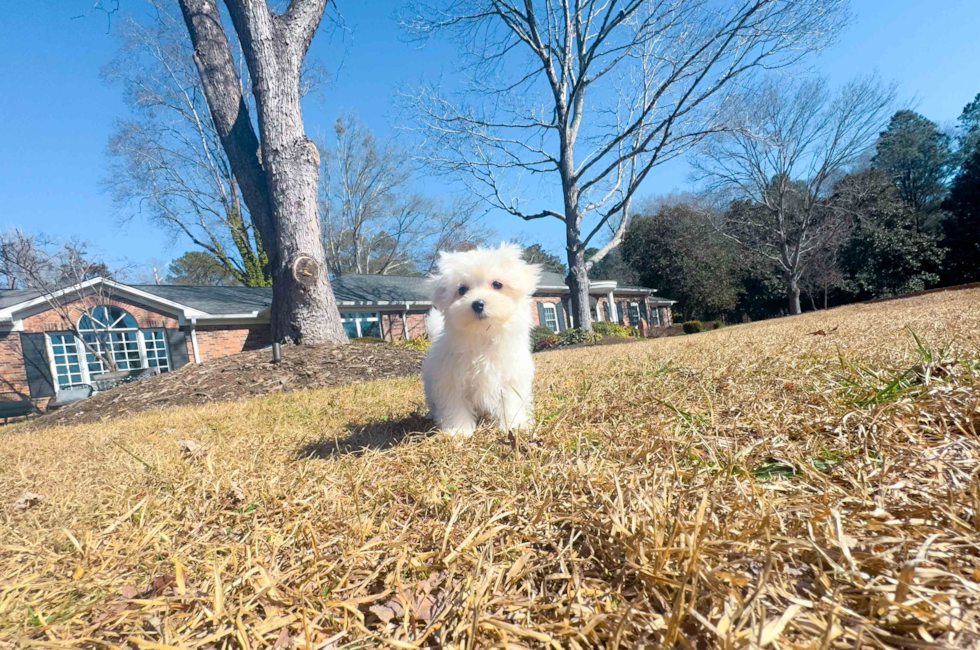 10 week old Maltese Puppy For Sale - Simply Southern Pups