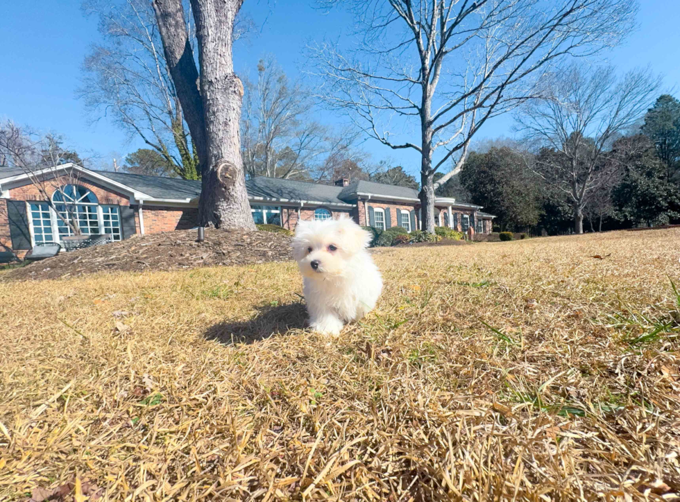 Cute Maltese Purebred Pup