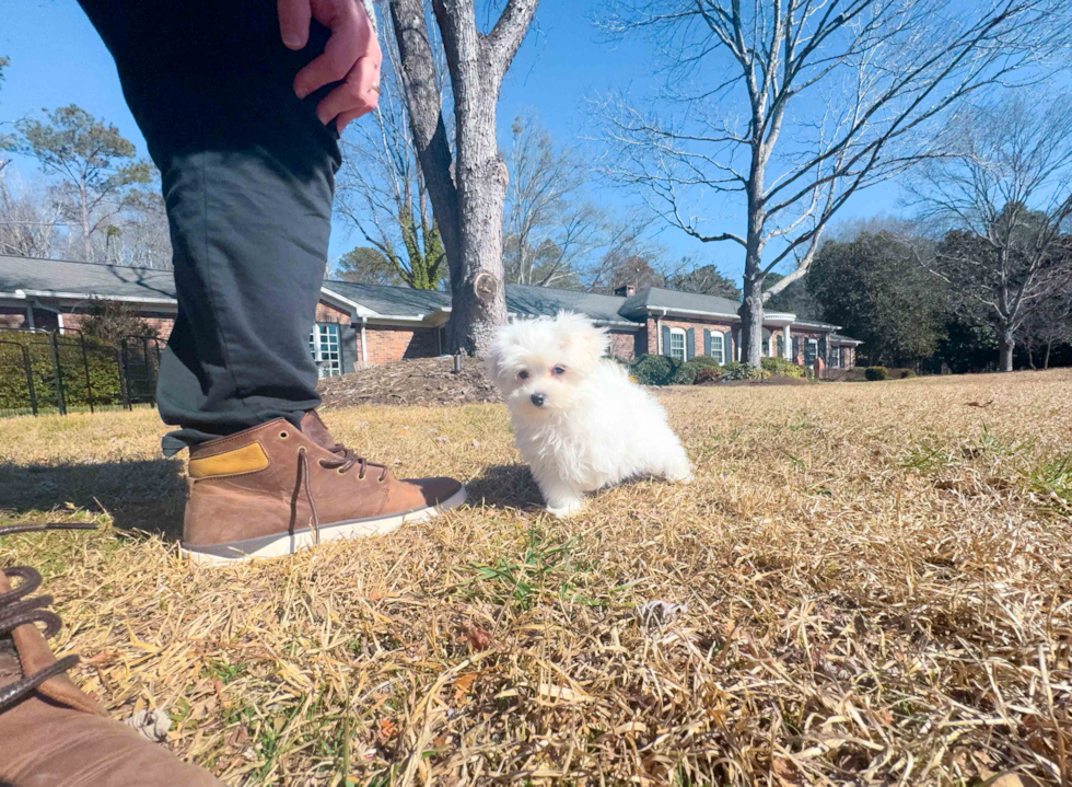 Cute Maltese Purebred Pup