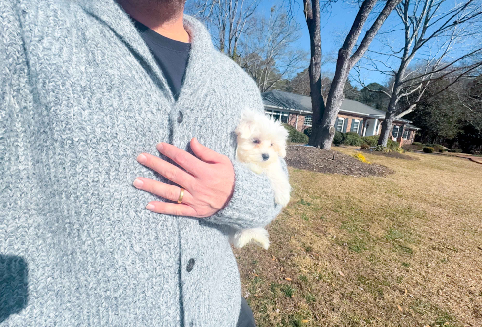 Best Maltese Baby