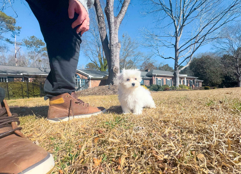Cute Maltese Purebred Puppy
