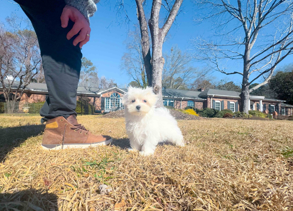 Maltese Puppy for Adoption
