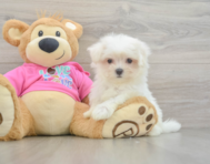8 week old Maltese Puppy For Sale - Simply Southern Pups
