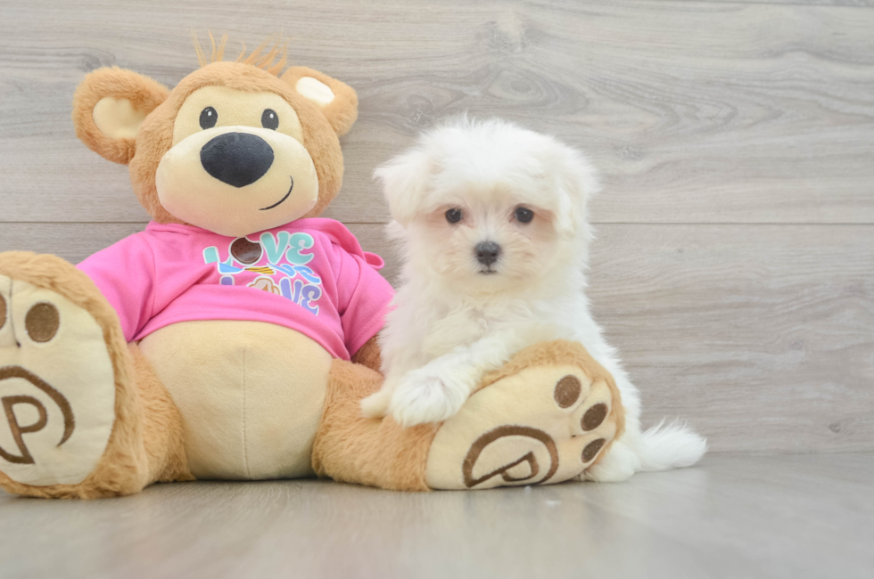 8 week old Maltese Puppy For Sale - Simply Southern Pups