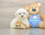7 week old Maltese Puppy For Sale - Simply Southern Pups