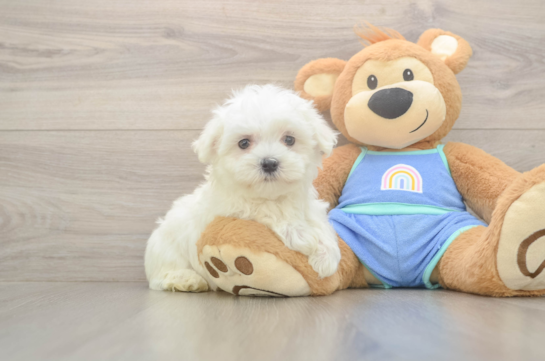 8 week old Maltese Puppy For Sale - Simply Southern Pups Funny Maltese Baby