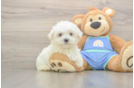 Meet Max - our Maltese Puppy Photo  1/3 - Simply Southern Pups Funny Maltese Baby