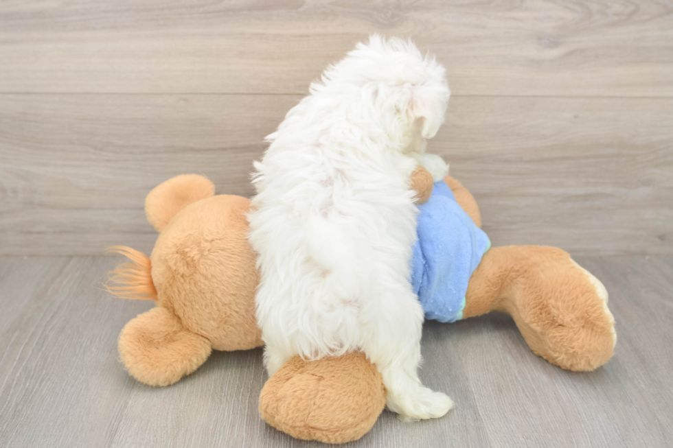 Meet Max - our Maltese Puppy Photo  3/3 - Simply Southern Pups Best Maltese Baby