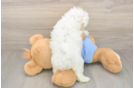 Meet Max - our Maltese Puppy Photo  3/3 - Simply Southern Pups Best Maltese Baby
