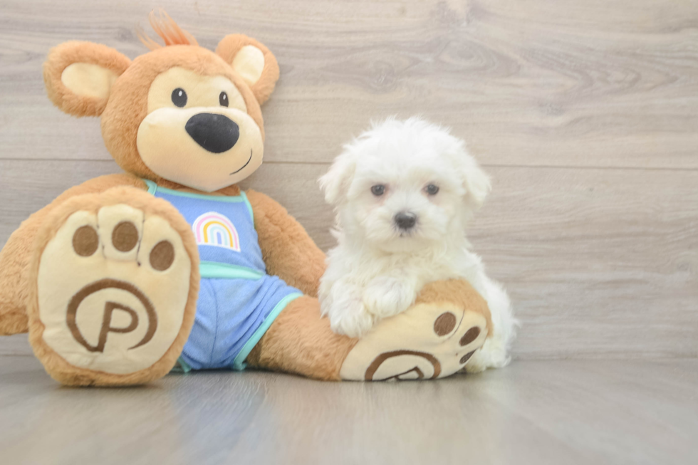 Meet Max - our Maltese Puppy Photo  2/3 - Simply Southern Pups Cute Maltese Purebred Puppy