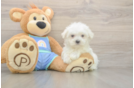 Meet Max - our Maltese Puppy Photo  2/3 - Simply Southern Pups Cute Maltese Purebred Puppy