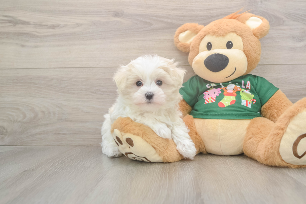 Hypoallergenic Maltese Baby