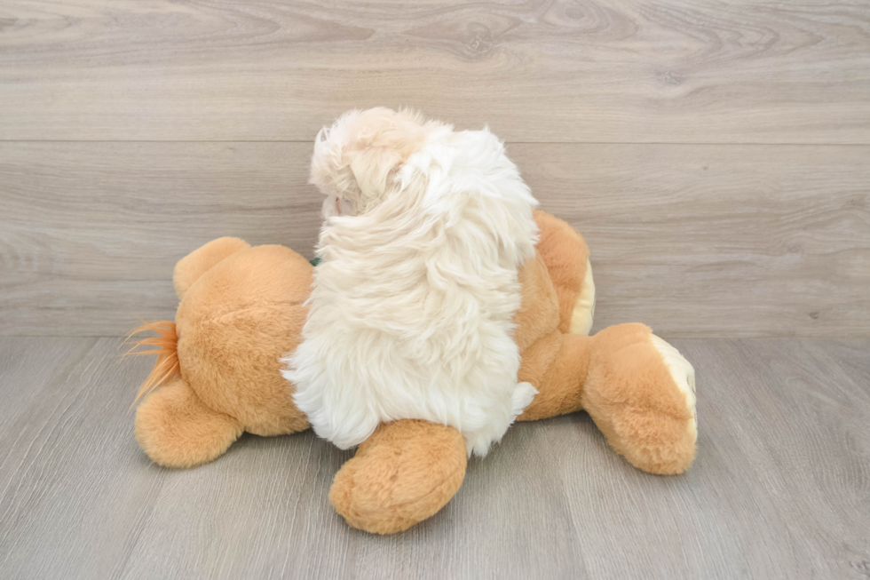 Maltese Pup Being Cute