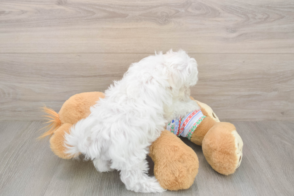 Sweet Maltese Purebred Puppy