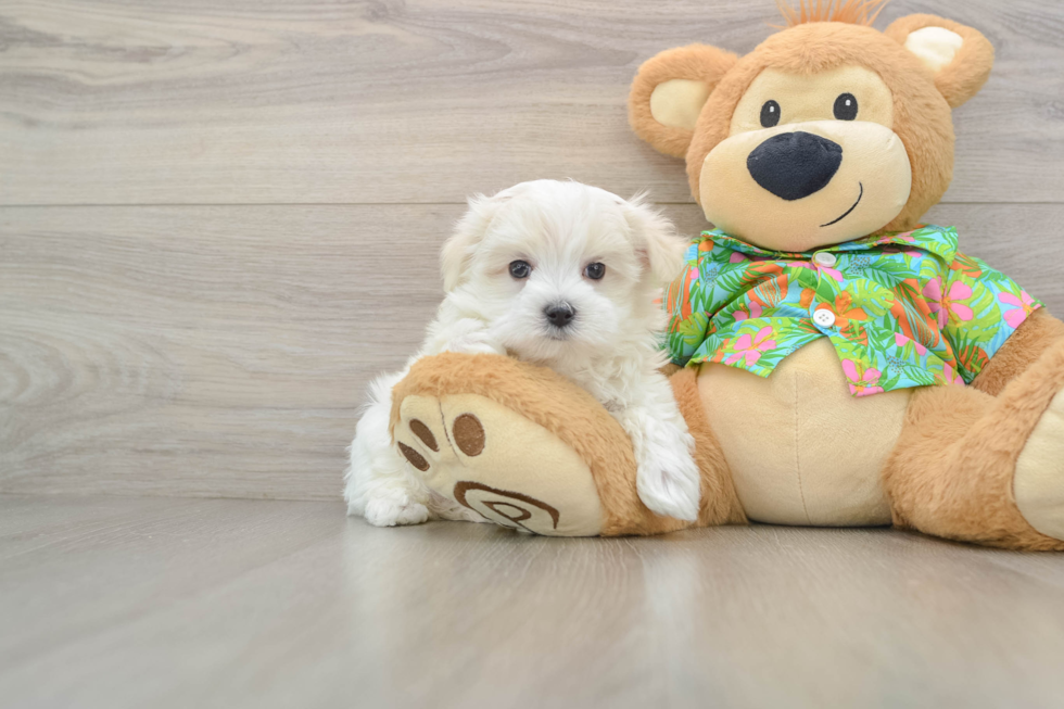 Maltese Pup Being Cute