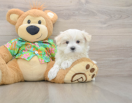 7 week old Maltese Puppy For Sale - Simply Southern Pups