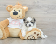 5 week old Maltipom Puppy For Sale - Simply Southern Pups