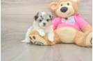 Maltipom Puppy for Adoption