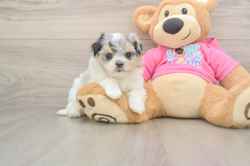 Maltipom Puppy for Adoption