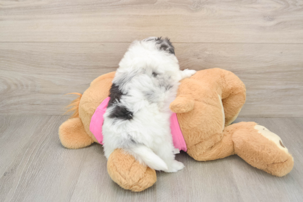Little Maltese Pom Designer Puppy