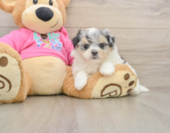 5 week old Maltipom Puppy For Sale - Simply Southern Pups