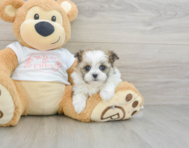 6 week old Maltipom Puppy For Sale - Simply Southern Pups