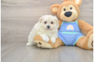 Little Maltese Pom Designer Puppy
