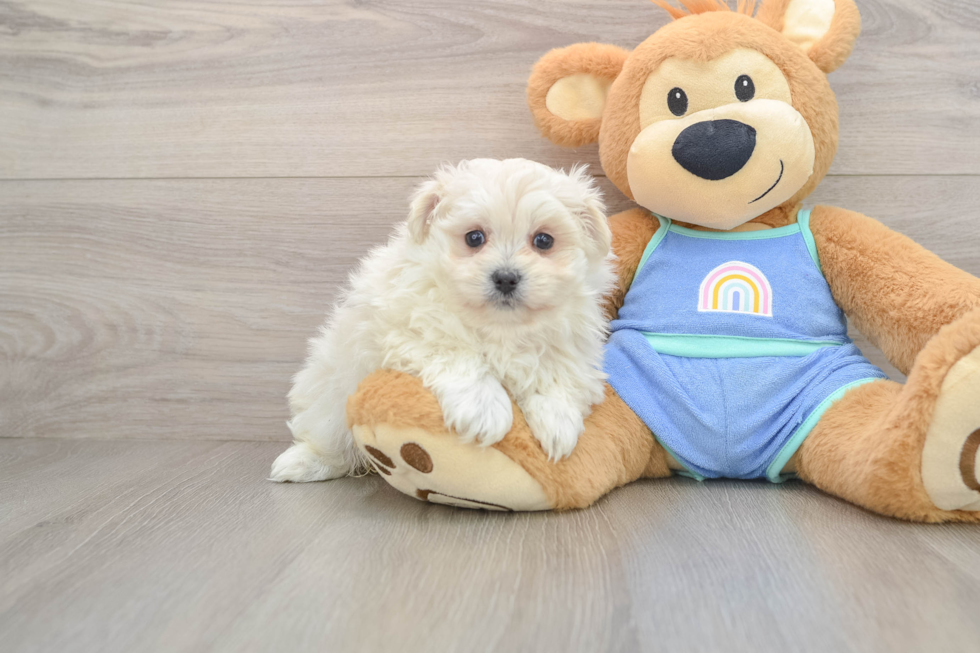 Little Maltese Pom Designer Puppy