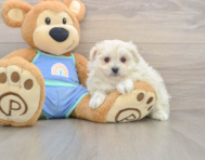 5 week old Maltipom Puppy For Sale - Simply Southern Pups