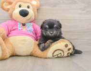 5 week old Maltipom Puppy For Sale - Simply Southern Pups