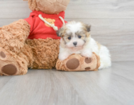 5 week old Maltipom Puppy For Sale - Simply Southern Pups