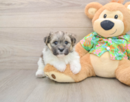 5 week old Maltipom Puppy For Sale - Simply Southern Pups