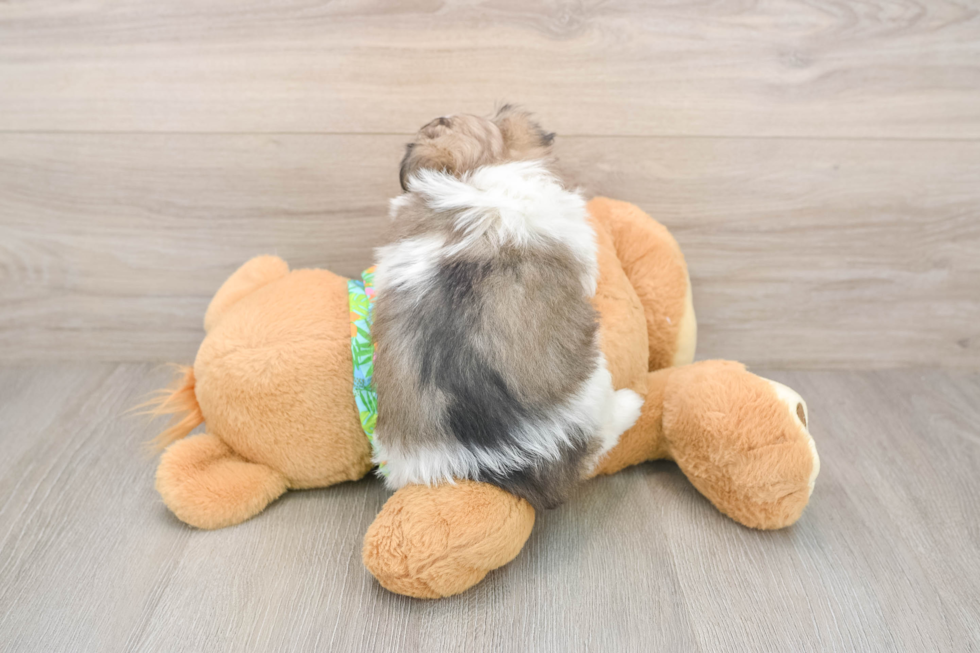 Maltipom Pup Being Cute