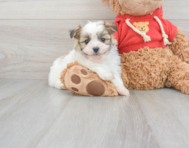 5 week old Maltipom Puppy For Sale - Simply Southern Pups