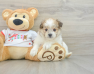 6 week old Maltipom Puppy For Sale - Simply Southern Pups