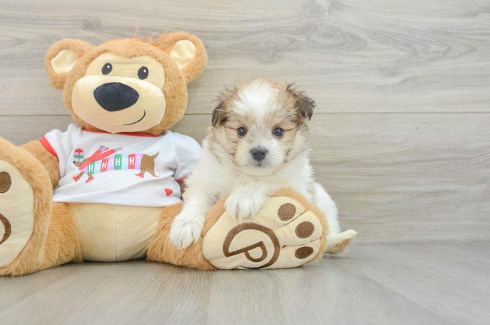 6 week old Maltipom Puppy For Sale - Simply Southern Pups