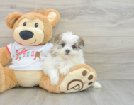 6 week old Maltipom Puppy For Sale - Simply Southern Pups