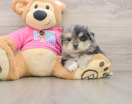 5 week old Maltipom Puppy For Sale - Simply Southern Pups