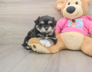 5 week old Maltipom Puppy For Sale - Simply Southern Pups