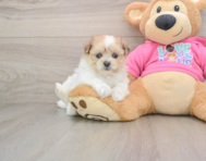 5 week old Maltipom Puppy For Sale - Simply Southern Pups