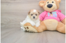 Happy Maltipom Baby