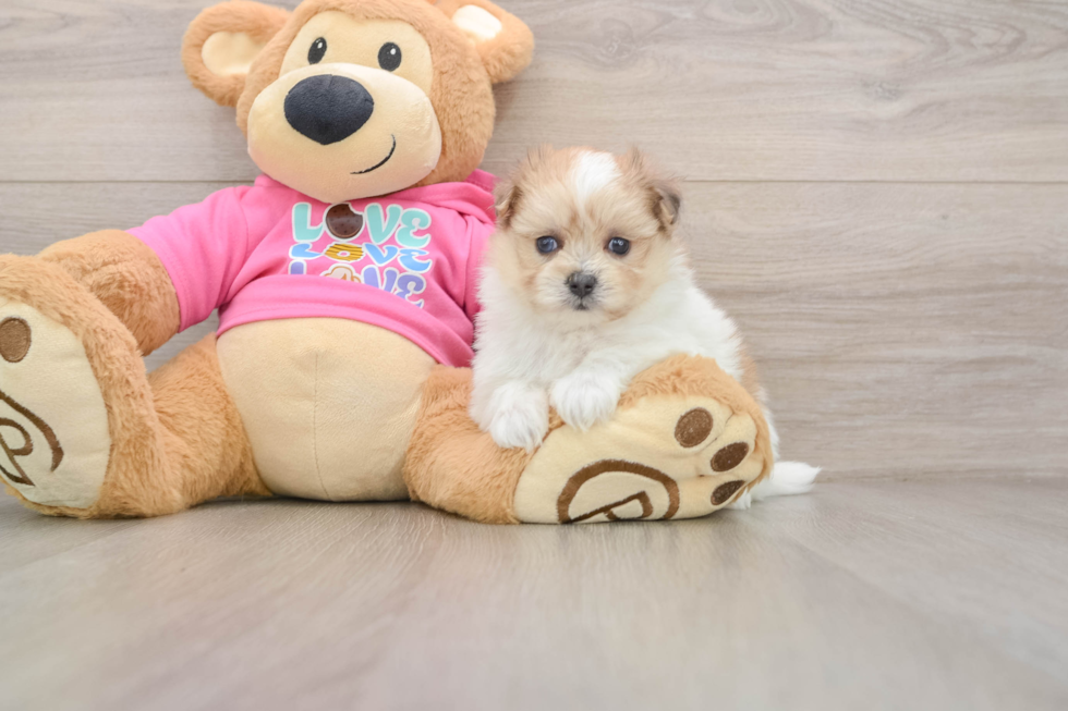 Best Maltipom Baby