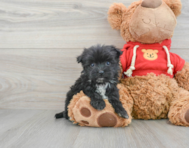 6 week old Maltipom Puppy For Sale - Simply Southern Pups