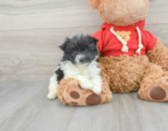 6 week old Maltipom Puppy For Sale - Simply Southern Pups