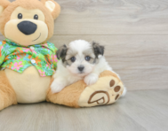 5 week old Maltipom Puppy For Sale - Simply Southern Pups