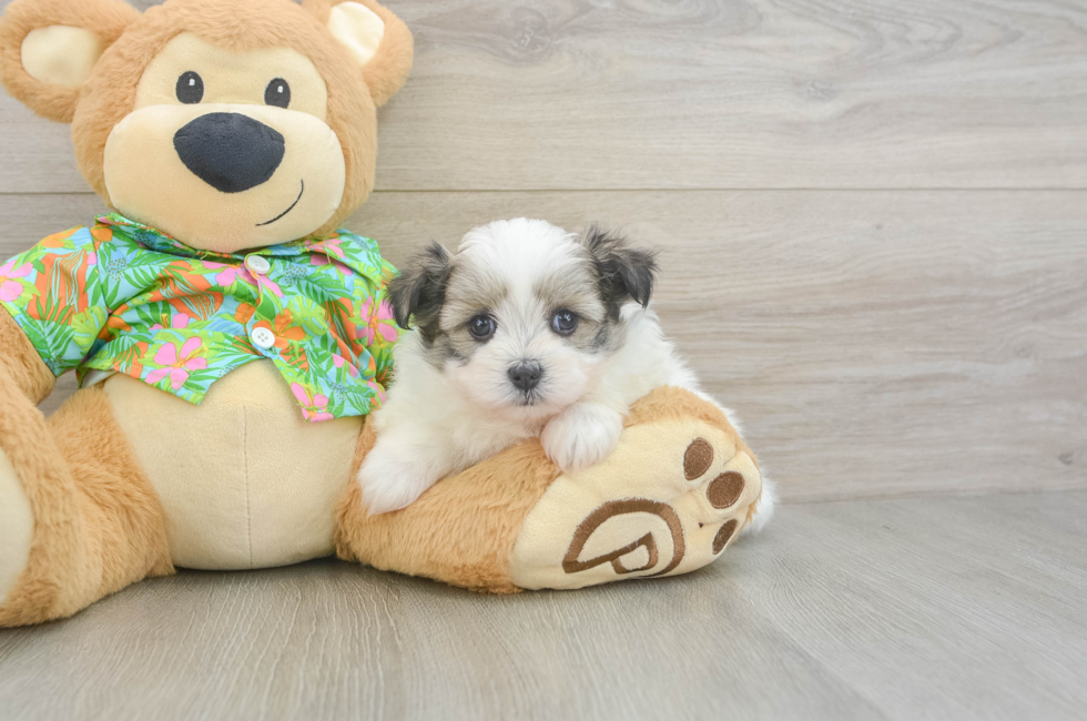 5 week old Maltipom Puppy For Sale - Simply Southern Pups