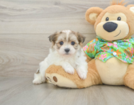 5 week old Maltipom Puppy For Sale - Simply Southern Pups