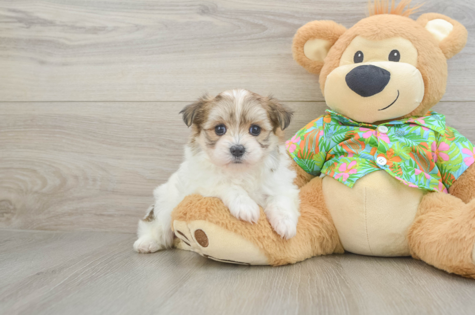 5 week old Maltipom Puppy For Sale - Simply Southern Pups